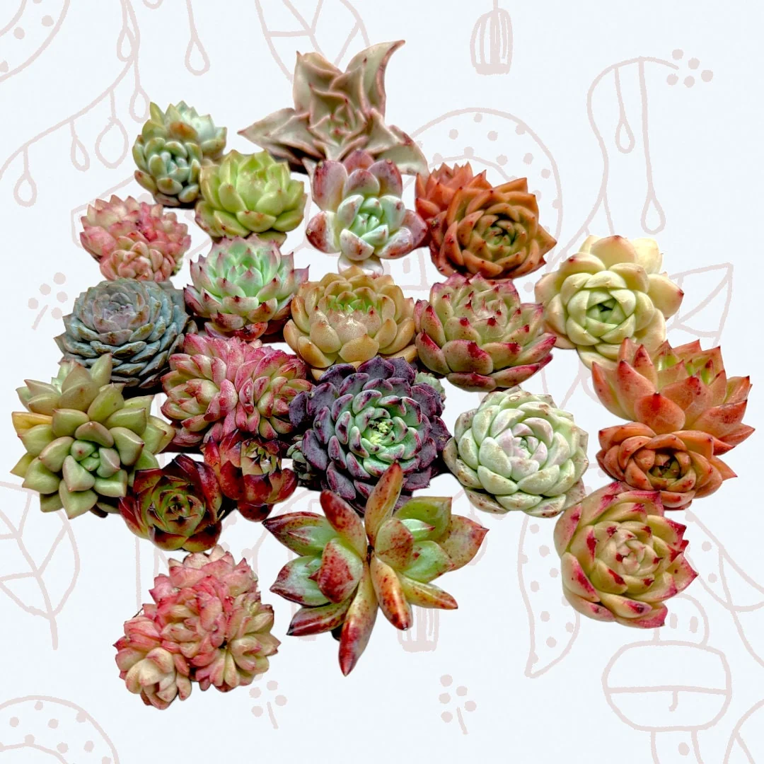 Assorted Succulent Live Plant Set - Drought-Tolerant Collection - Image 2