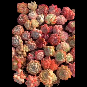 Assorted Succulent Live Plant Set - Drought-Tolerant Collection - Image 3