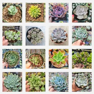 Assorted Succulent Set - Live Plants - 4 inch Pot Size - Indoor/Outdoor Drought Tolerant - Image 1