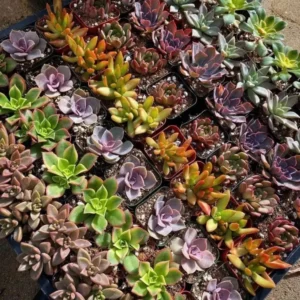 Assorted Succulents Live Plant Mystery Box - 2'' Potted Variety - Image 2