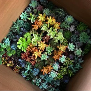 Assorted Succulents Live Plant Mystery Box - 2'' Potted Variety - Image 3