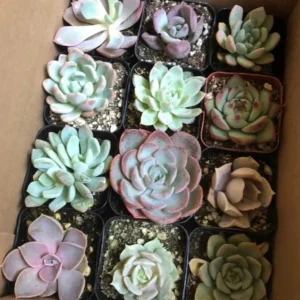 Assorted Succulents Live Plant Mystery Box - 2'' Potted Variety - Image 4