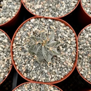 Astrophytum Ornatum Live Plant - Star Cactus, Monk's Hood - 3-6 inch Pot - Image 3