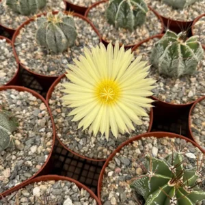 Astrophytum Ornatum Live Plant - Star Cactus, Monk's Hood - 3-6 inch Pot - Image 6