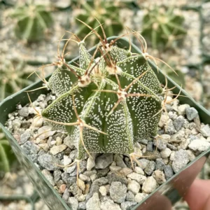 Astrophytum Ornatum Live Plant - Star Cactus, Monk's Hood - 3-6 inch Pot - Image 7