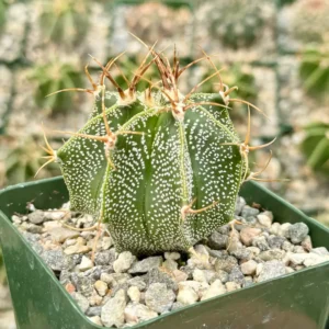 Astrophytum Ornatum Live Plant - Star Cactus, Monk's Hood - 3-6 inch Pot - Image 8