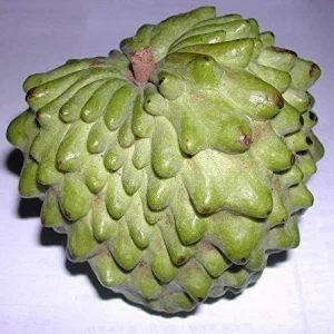 Atemoya Fruit Tree Live Plant - 1 to 2 Feet Tall - Ships in 1 Gallon Pot - Image 1