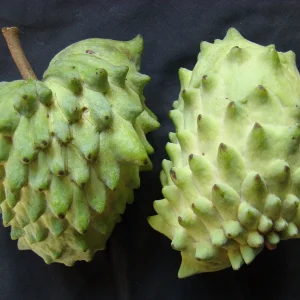 Atemoya Live Plant - 1 Foot Tall Tropical Fruit Tree in 6 inch Pot - Image 1