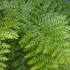 Austral Gem Fern Live Plant – 4 Inch Pot – Asplenium dimorphum – Indoor Foliage - Image 2