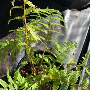 Australian Fern - 1 gallon - Image 1