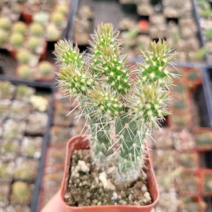Austrocylindropuntia Cylindrica Cactus Live Plant - Indoor Succulent - Image 2