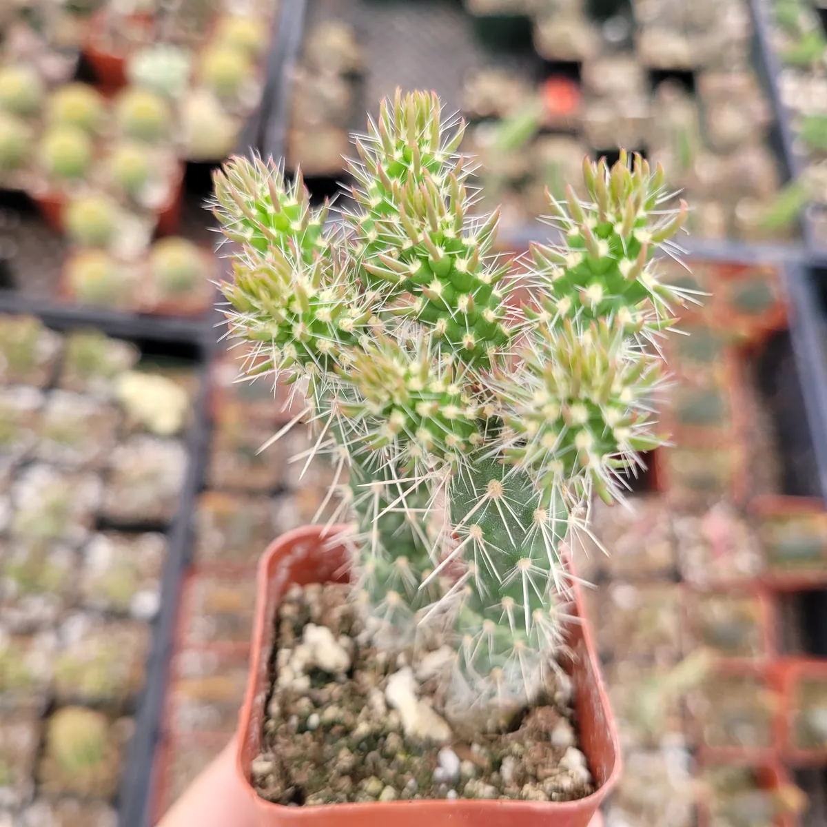Austrocylindropuntia Cylindrica Cactus Live Plant - Indoor Succulent - Image 2