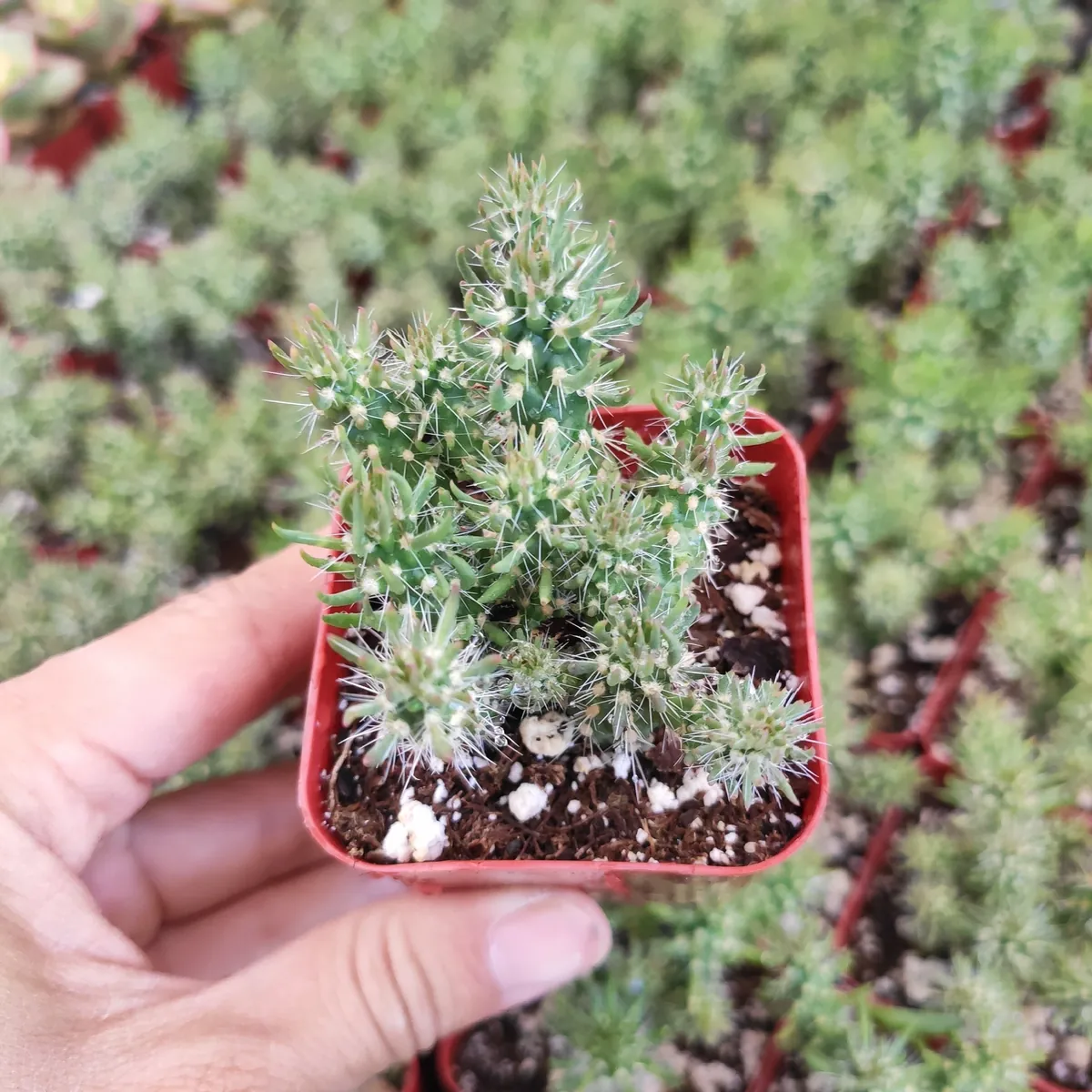 Austrocylindropuntia Cylindrica Cactus Live Plant - Indoor Succulent - Image 3
