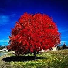 Autumn Blaze Maple Live Plant - 2.5 inch Pot - Fast Growing Outdoor Tree - Image 1