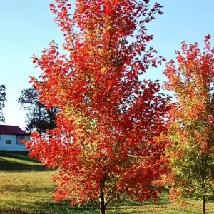 Autumn Blaze Maple Live Plant 2.5" Pot - Vibrant Orange-Red Fall Color Tree - Image 2