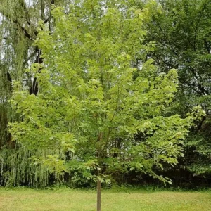Autumn Blaze Maple Live Plant 2.5