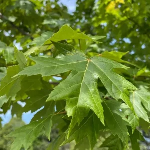 Autumn Blaze Maple Live Plant 2.5