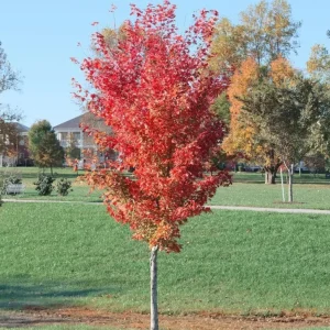 Autumn Blaze Maple Live Plant 2.5