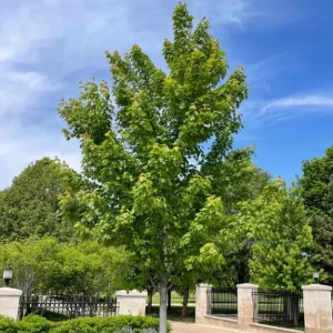 Autumn Blaze Maple Live Plant 2.5