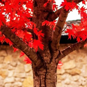 Autumn Blaze Maple Live Plant – Quart Pot – Fast-Growing Shade Tree – 12-24 inches tall - Image 2