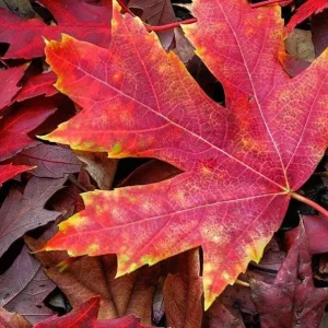 Autumn Blaze Maple Live Plant – Quart Pot – Fast-Growing Shade Tree – 12-24 inches tall - Image 3