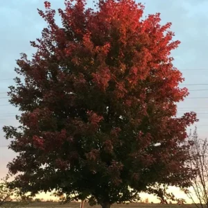 Autumn Blaze Maple Live Plant – Quart Pot – Fast-Growing Shade Tree – 12-24 inches tall - Image 5