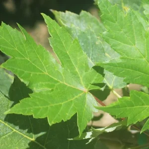 Autumn Blaze Maple Live Plant – Quart Pot – Fast-Growing Shade Tree – 12-24 inches tall - Image 7