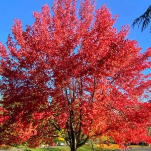 Autumn Blaze Maple Live Plant – Quart Pot – Fast-Growing Shade Tree – 12-24 inches tall - Image 1