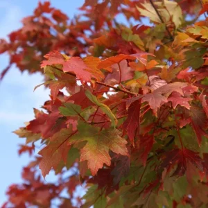 Autumn Blaze Maple Live Seedling – 1-2 ft Tall, 1 Quart Pot, Red Fall Color Shade Tree, USDA Zones 3-8 - Image 1