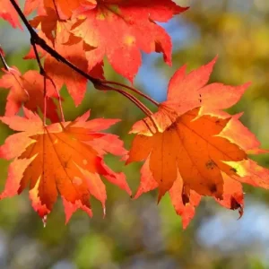 Autumn Blaze Maple Live Seedling – 1-2 ft Tall, 1 Quart Pot, Red Fall Color Shade Tree, USDA Zones 3-8 - Image 2