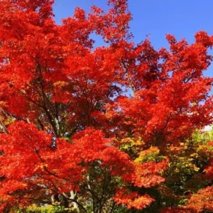 Autumn Blaze Maple Live Seedling – 1-2 ft Tall, 1 Quart Pot, Red Fall Color Shade Tree, USDA Zones 3-8 - Image 4