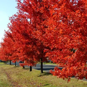 Autumn Blaze Maple Live Seedling – 1-2 ft Tall, 1 Quart Pot, Red Fall Color Shade Tree, USDA Zones 3-8 - Image 5
