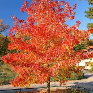 Autumn Blaze Maple Live Seedling – 1-2 ft Tall, 1 Quart Pot, Red Fall Color Shade Tree, USDA Zones 3-8 - Image 6