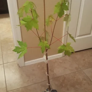 Autumn Blaze Maple Live Seedling – 1-2 ft Tall, 1 Quart Pot, Red Fall Color Shade Tree, USDA Zones 3-8 - Image 8