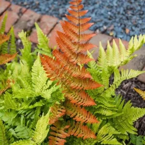Autumn Fern Live Plant - Dryopteris Erythrosora - 2 inch Pot - Outdoor Perennial - Image 2