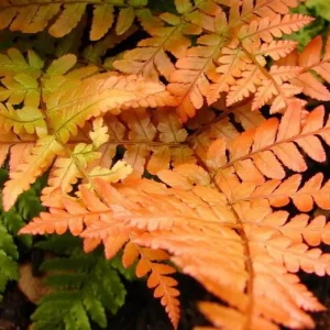 Autumn Fern Live Plant - Dryopteris Erythrosora - 2 inch Pot - Outdoor Perennial - Image 4