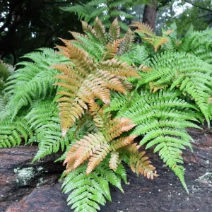 Autumn Fern Live Plant - Dryopteris Erythrosora - 2 inch Pot - Outdoor Perennial - Image 5