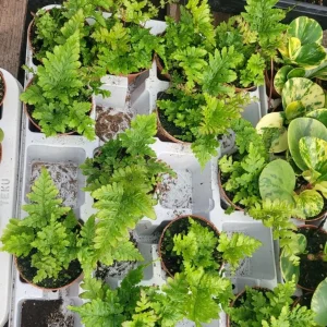 Autumn Fern Live Plant - Dryopteris Erythrosora - 2 inch Pot - Outdoor Perennial - Image 6