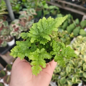 Autumn Fern Live Plant - Dryopteris Erythrosora - 2 inch Pot - Outdoor Perennial - Image 7