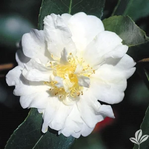 Autumn Rocket Camellia Sasanqua Live Plant - White Flowers, 3.5 inch Pot, Mid-Fall Bloomer, USDA Zones 7b-9 - Image 1