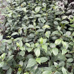 Autumn Rocket Camellia Sasanqua Live Plant - White Flowers, 3.5 inch Pot, Mid-Fall Bloomer, USDA Zones 7b-9 - Image 4