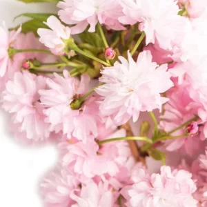 Autumnalis Flowering Cherry Tree – Live Plant – Twice-Blooming Pink Blossoms – USDA Zones 5-8 - Image 10