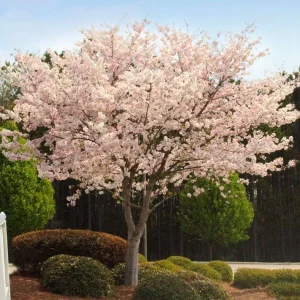 Autumnalis Flowering Cherry Tree – Live Plant – Twice-Blooming Pink Blossoms – USDA Zones 5-8 - Image 2