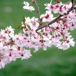 Autumnalis Flowering Cherry Tree – Live Plant – Twice-Blooming Pink Blossoms – USDA Zones 5-8 - Image 3