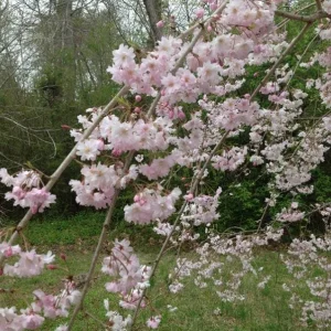 Autumnalis Flowering Cherry Tree – Live Plant – Twice-Blooming Pink Blossoms – USDA Zones 5-8 - Image 4