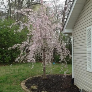 Autumnalis Flowering Cherry Tree – Live Plant – Twice-Blooming Pink Blossoms – USDA Zones 5-8 - Image 7