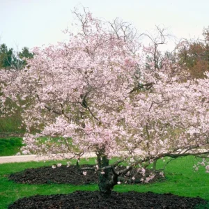 Autumnalis Flowering Cherry Tree – Live Plant – Twice-Blooming Pink Blossoms – USDA Zones 5-8 - Image 9
