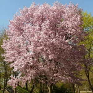 Autumnalis Flowering Cherry Tree – Live Plant – Twice-Blooming Pink Blossoms – USDA Zones 5-8 - Image 1