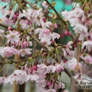 Autumnalis Rosea Cherry Tree - 2-3 Ft Tall Live Plant - 3 Gallon Pot - Outdoor Flowering - Image 2