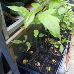 Avocado Live Plant - Up to 2 ft Tall - Tropical Fruit Tree for Indoor/Outdoor - Image 2